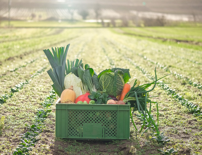KI generiert: Eine Kiste mit frischem Gemüse steht auf einem Feld.