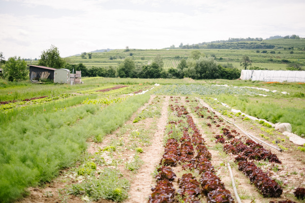 KI generiert: Eine landwirtschaftliche Fläche mit verschiedenen Gemüsereihen.