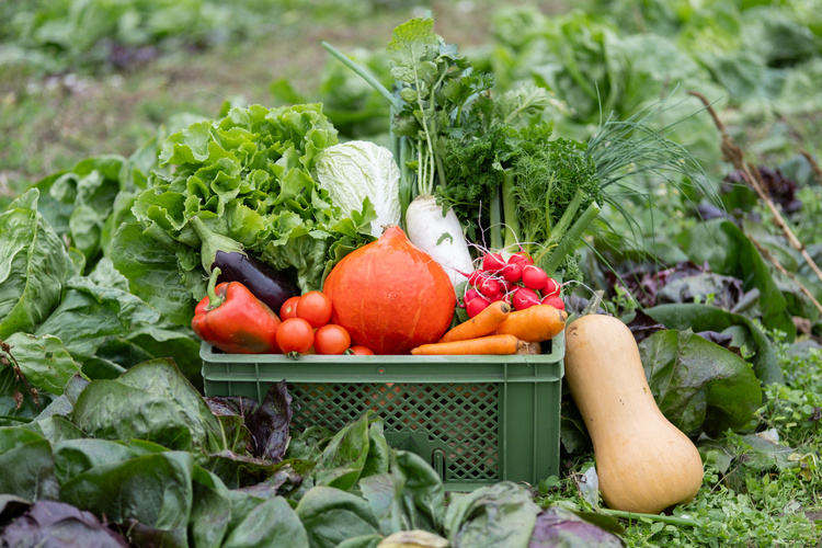 KI generiert: Frische Gemüsebox mit Kürbis, Salat, Radieschen und mehr auf Feld voller Blattgemüse.