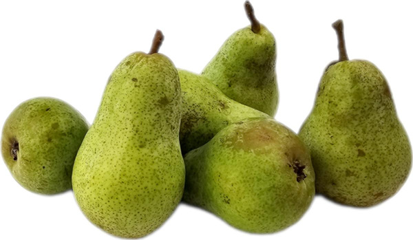 Produktfoto zu Birne - Gute Luise