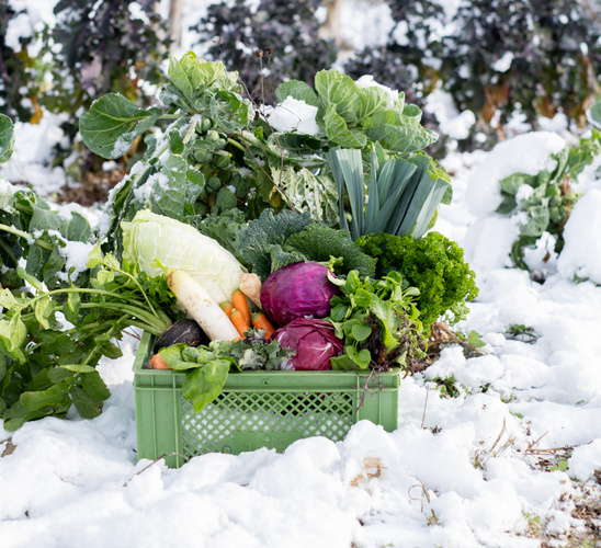 KI generiert: Eine Kiste mit frischem Gemüse steht im verschneiten Garten.