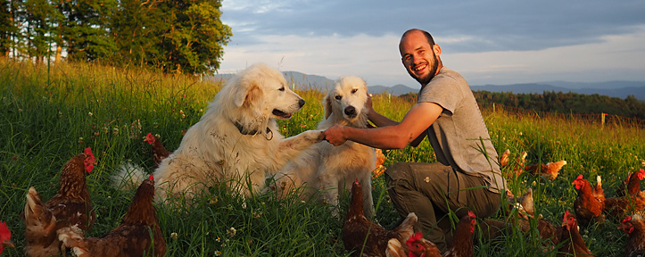 KI generiert: Ein Mann kniet in einem Feld mit zwei großen weißen Hunden, umgeben von Hühnern.