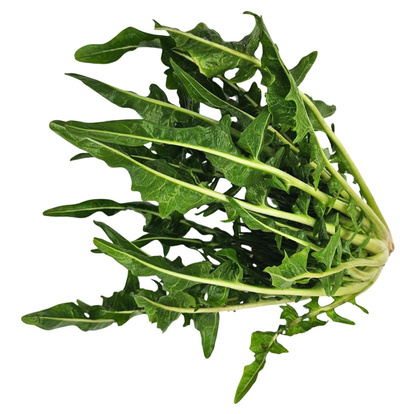 Produktfoto zu Vulkanspargel   (Puntarelle)