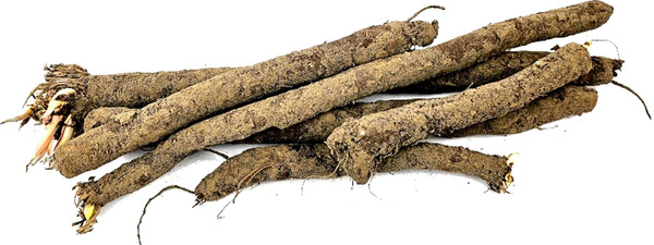 Produktfoto zu Schwarzwurzel