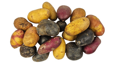 Produktfoto zu Kartoffeln Raritäten (bunte Collection)